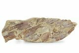Fossil Fish (Gosiutichthys) Mortality Plate - Wyoming #357171-1